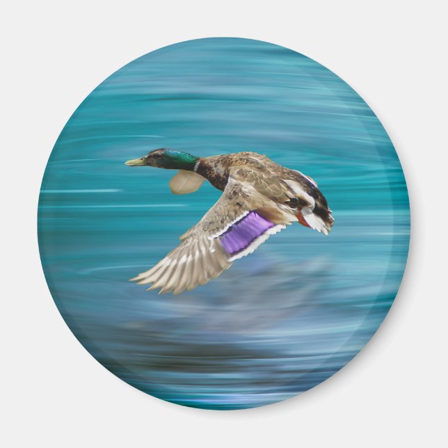 Aimant Canard de Majard volant (Devant)