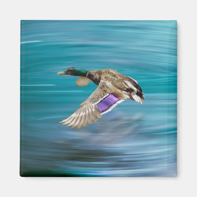 Aimant Canard de Majard volant (Devant)