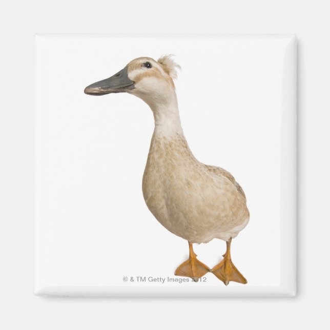 Aimant Canard de race féminine, 3 ans (Devant)