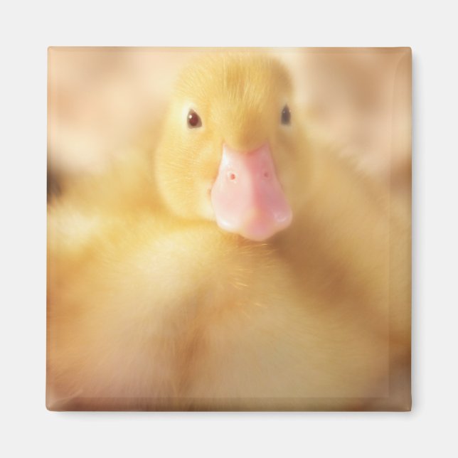Aimant Canard Jaune Fuzzy Bébé de Pâques Canard (Devant)
