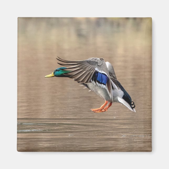 Aimant Canard Mallard en vol (Devant)