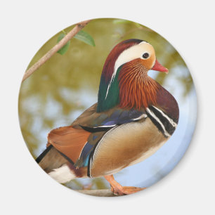 Aimant Canard mandarin