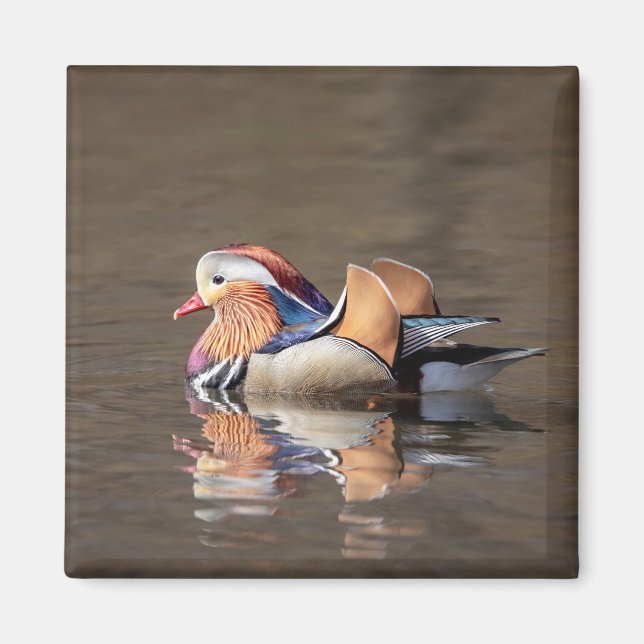 Aimant Canard mandarin (Devant)