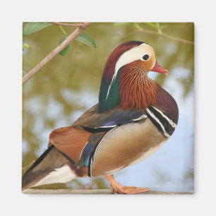 Aimant Canard mandarin