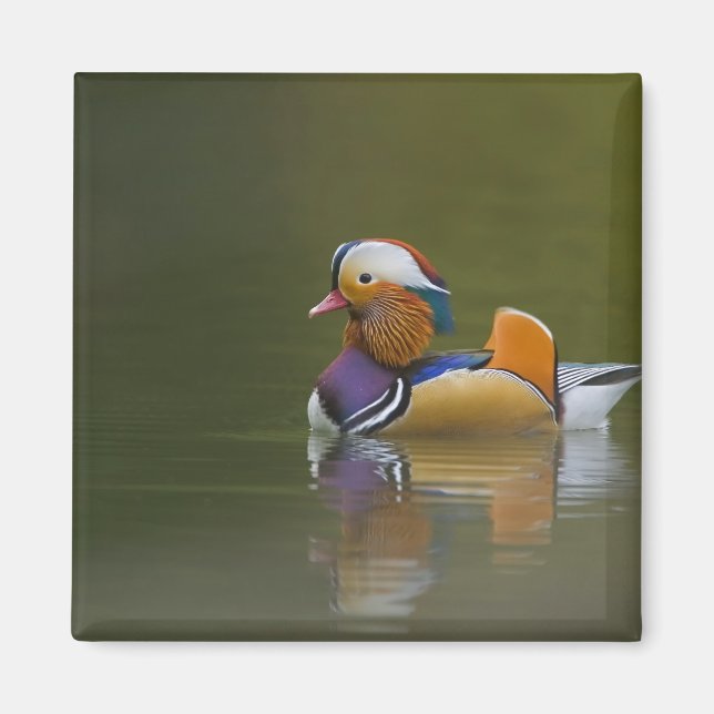 Aimant Canard mandarin sauvage Aix galericulata) sur fond (Devant)