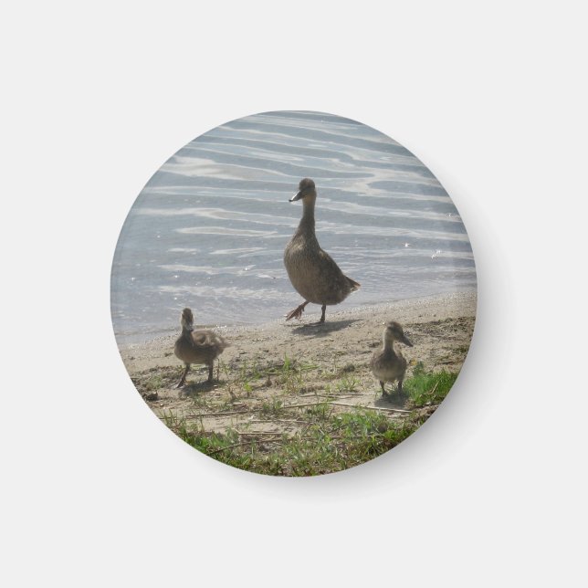 Aimant Canards (Devant)