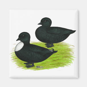 Aimant Canards : Appels noirs