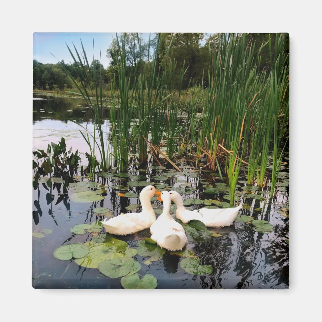 Aimant Canards blancs classiques sur un beau lac (Devant)