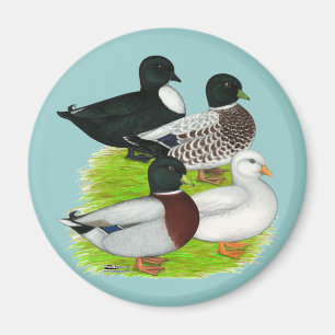 Aimant Canards : Quartet d'appel