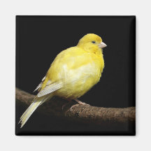 Canari jaune