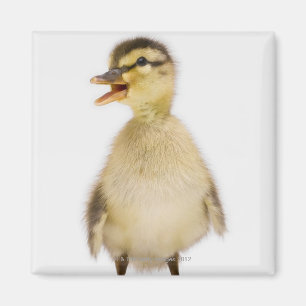 Aimant Caneton de Mallard (platyrhynchos d'ana)