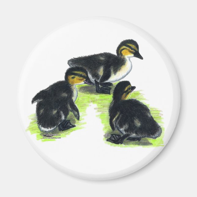 Aimant Canetons de Colvert (Devant)