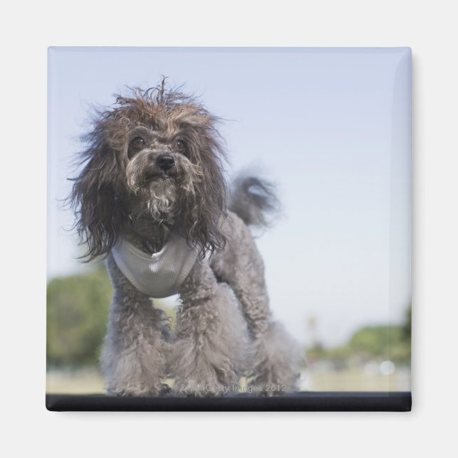 Aimant caniche à jouets portant un t-shirt (Devant)