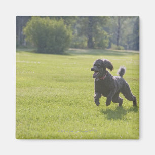 Aimant Caniche jouant le frisbee