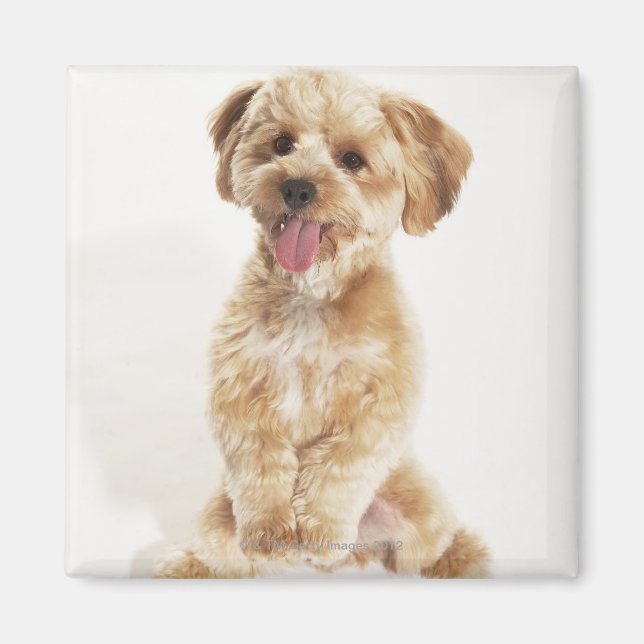 Aimant Canis familiaris (Devant)