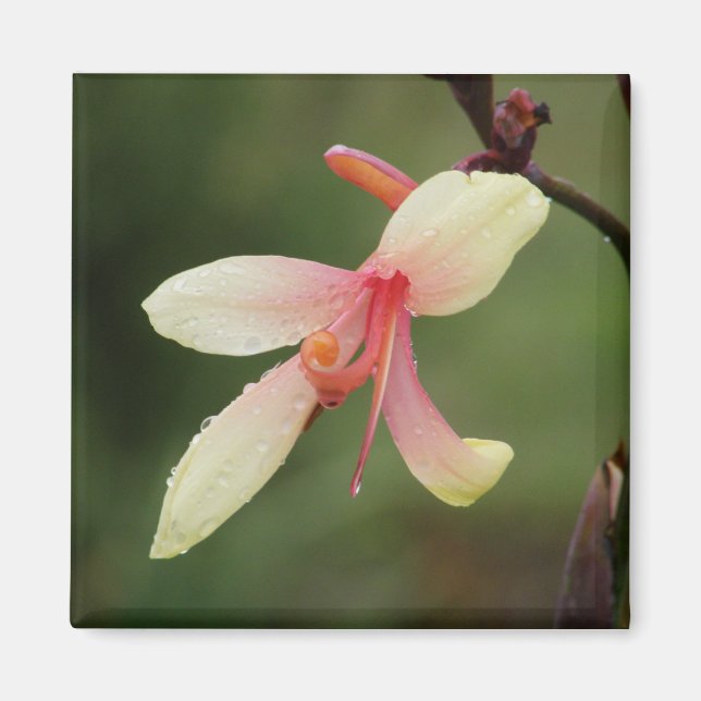 Aimant Canna 'Panache' 1 (Devant)