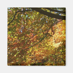 Aimant Canopée Feuilles d'automne I Jaune Automne Nature
