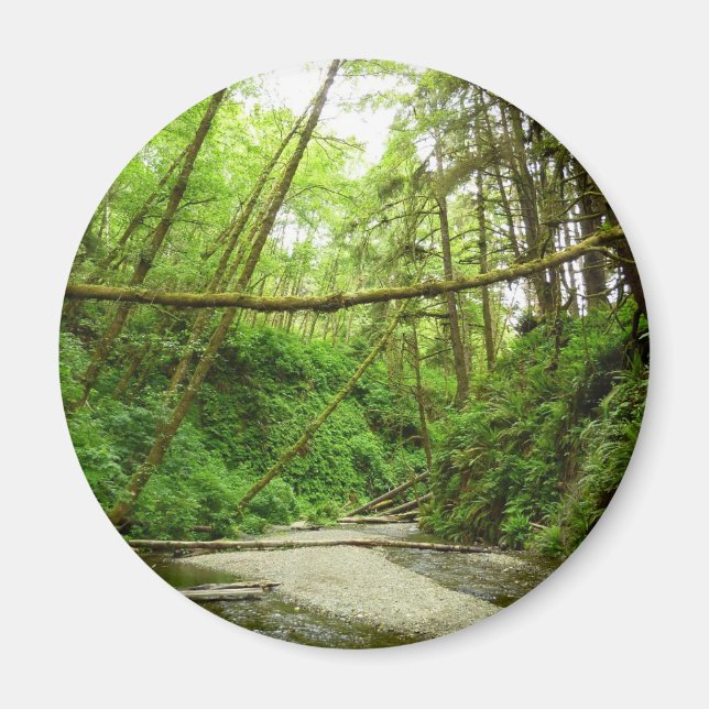 Aimant Canyon Fern I au Parc national de Redwood (Devant)