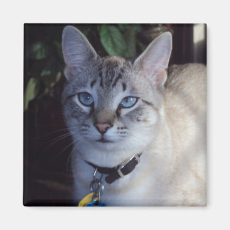 Aimant Cappuccino le chat