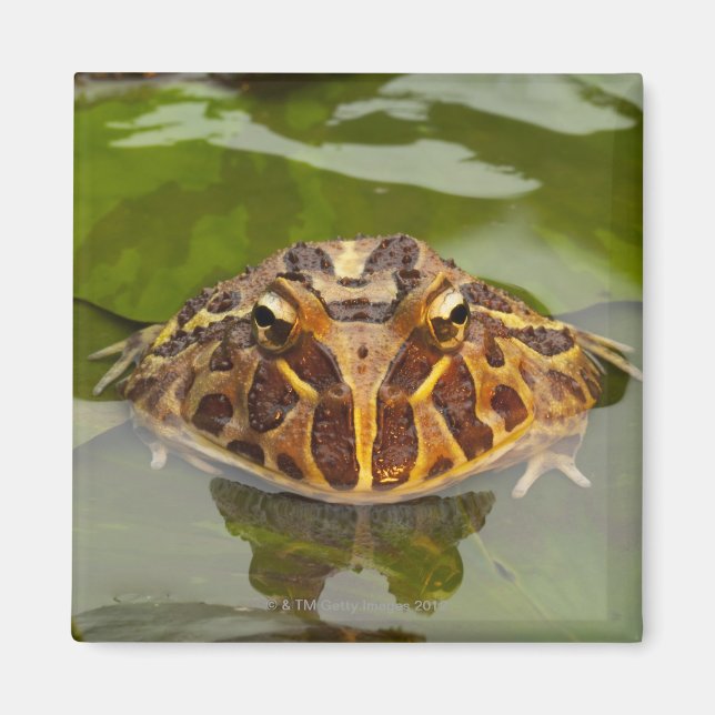 Aimant Captif, Nebraska, USA (Devant)