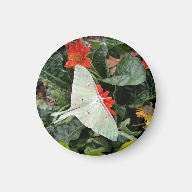 Aimant Captivant Luna Moth (Devant)