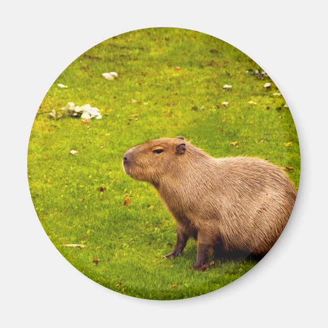 Aimant Capybara (Devant)