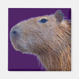 Aimant Capybara