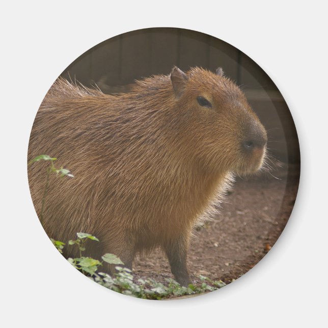 Aimant Capybara (Devant)