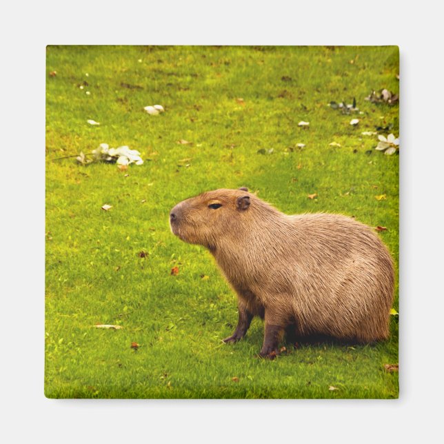 Aimant Capybara (Devant)