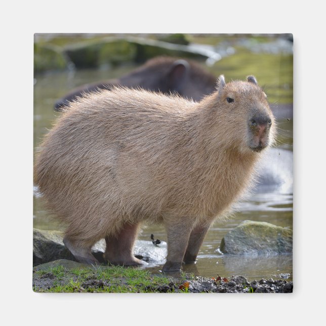 Aimant Capybara au bord d'un étang (Devant)