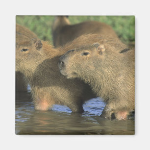 Aimant Capybara, Hydrochaeris hydrochaeris), monde