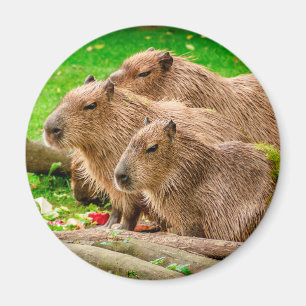 Aimant Capybara Trio