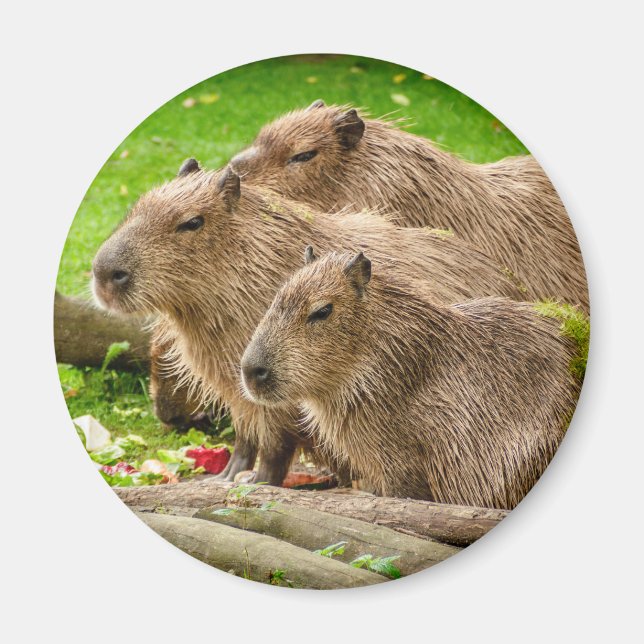 Aimant Capybara Trio (Devant)