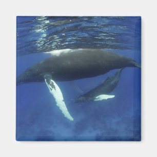 Aimant Caraïbes, archipel des Grandes Antilles,