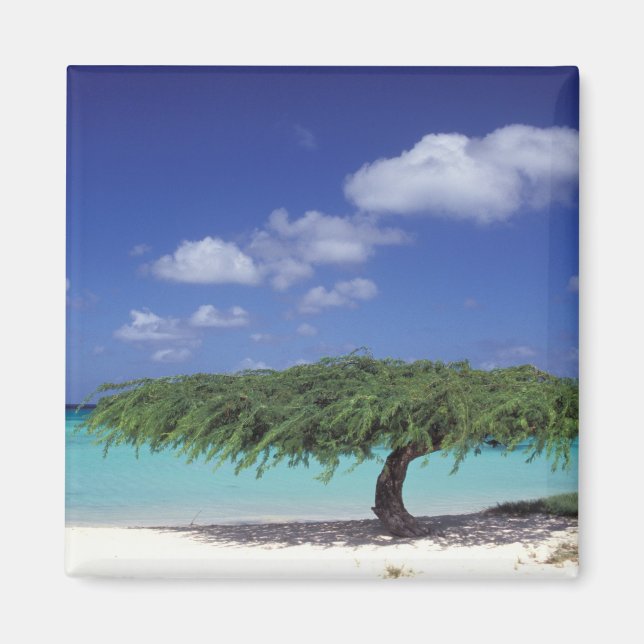 Aimant Caraïbes, Aruba. Eagle Beach (Devant)