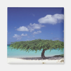 Aimant Caraïbes, Aruba. Plage Eagle