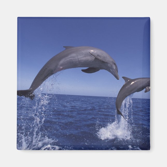 Aimant Caraïbes, dauphins à gros nez (Devant)