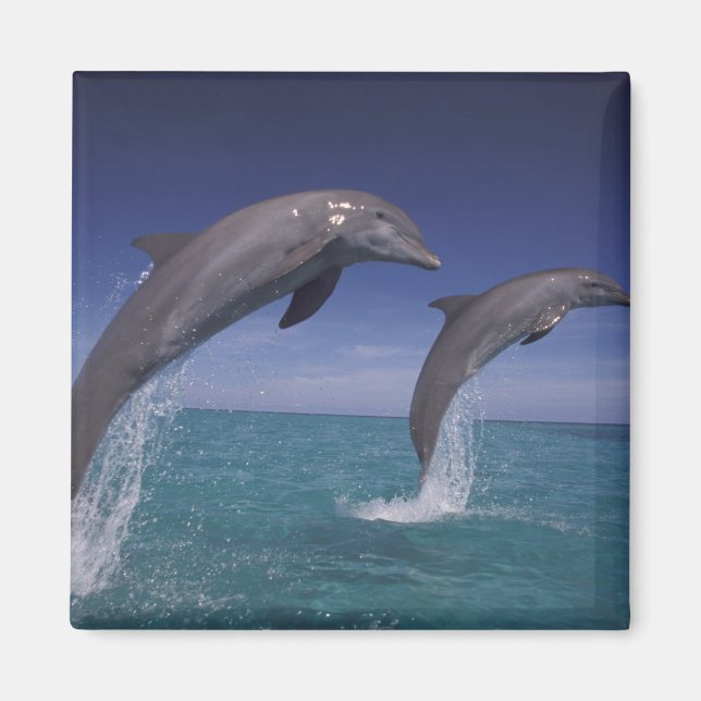 Aimant Caraïbes, dauphins Tursiops (Devant)