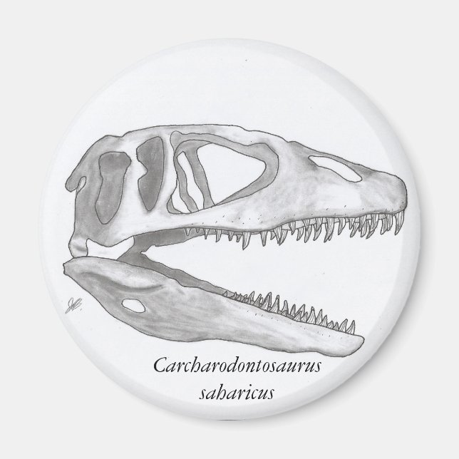 Aimant Carcharodontosaurus saharicus (Devant)