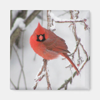 Aimant Cardinal