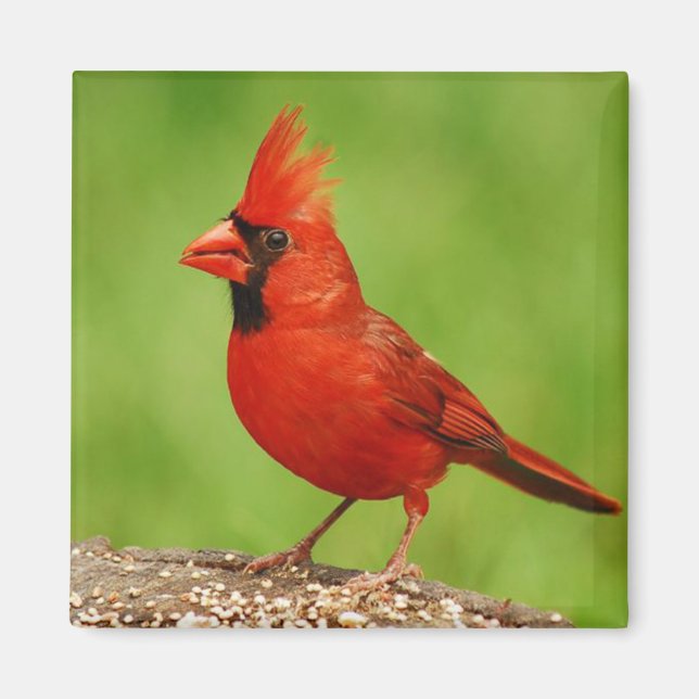 Aimant Cardinal (Devant)