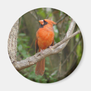 Aimant cardinal assez du nord d'oiseau