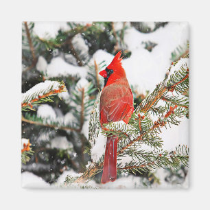 Aimant Cardinal dans un pin