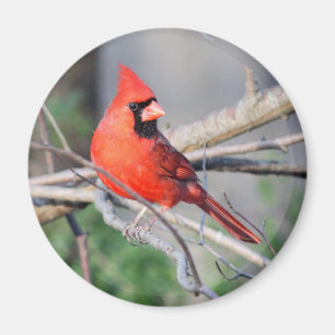 Aimant Cardinal du Nord Woods