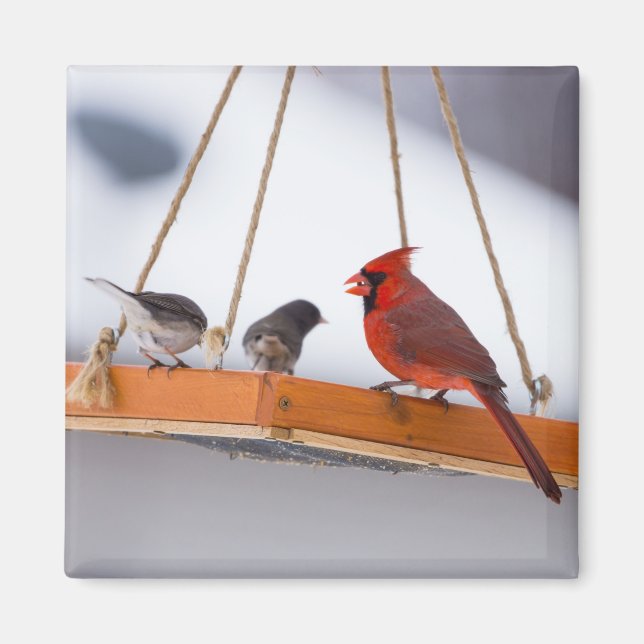 Aimant Cardinal et Juncos (Devant)
