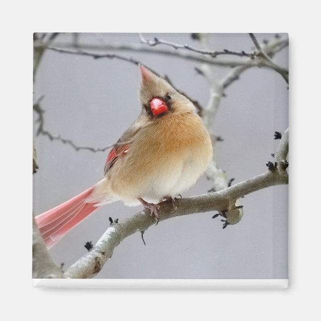 Aimant Cardinal_Femelle_Aimant (Devant)