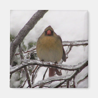 Aimant Cardinal féminin