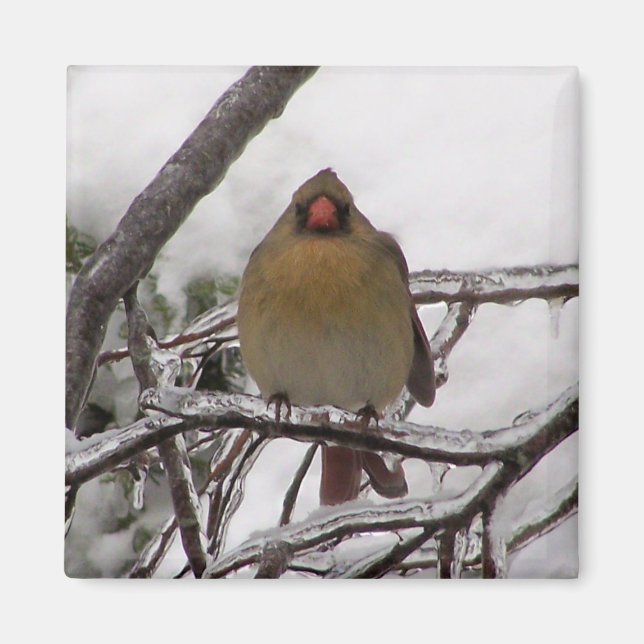 Aimant Cardinal féminin (Devant)