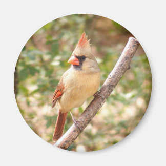Aimant Cardinal féminin à la Branche