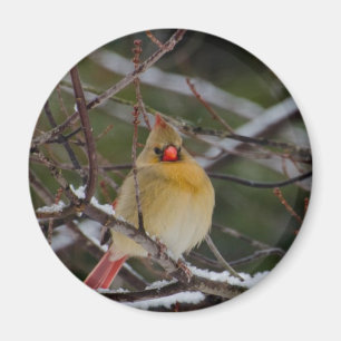 Aimant Cardinal féminin dans l'aimant d'arbre